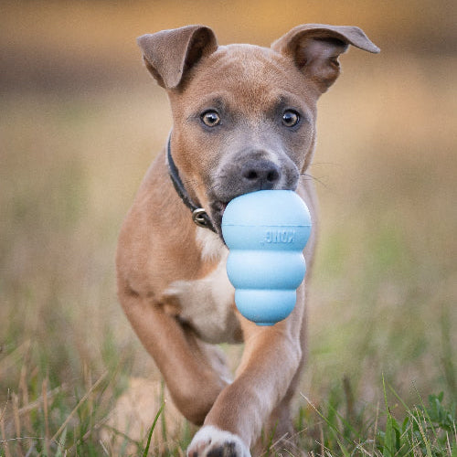 Kong Puppy