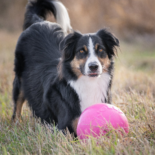 Jolly Ball Bounce N Play