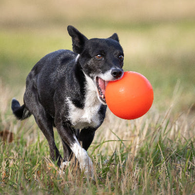 Jolly Ball Bounce N Play