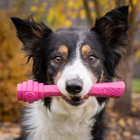 Project Hive Fetch Stick