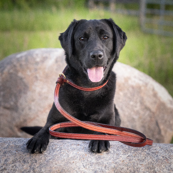 Mendota Leather Leashes 6ft