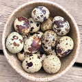 Frozen Quail Eggs 24pk